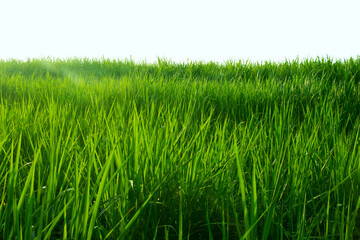 Obraz premium Green meadows have bright natural light.