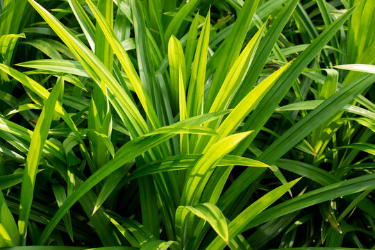 Pandan trees garden, Green pandan leaf, ingredient plant in food for good smelling.