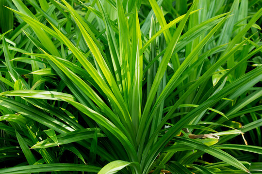 Pandan trees garden, Green pandan leaf, ingredient plant in food for good smelling.