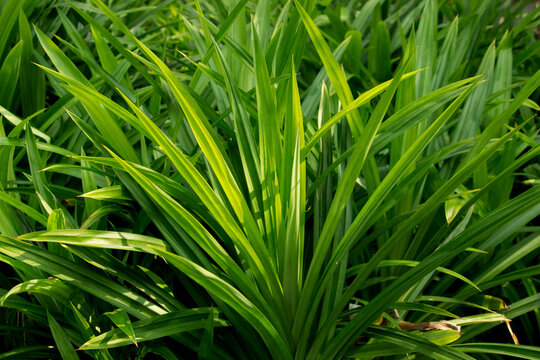 Pandan trees garden, Green pandan leaf, ingredient plant in food for good smelling.