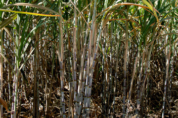 Obraz premium Agriculture sugarcane field farm with blue sky background. Sugar cane plant tree in countryside for food industry or renewable bioenergy power.