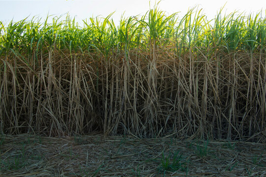 Agriculture sugarcane field farm with blue sky background. Sugar cane plant tree in countryside for food industry or renewable bioenergy power.