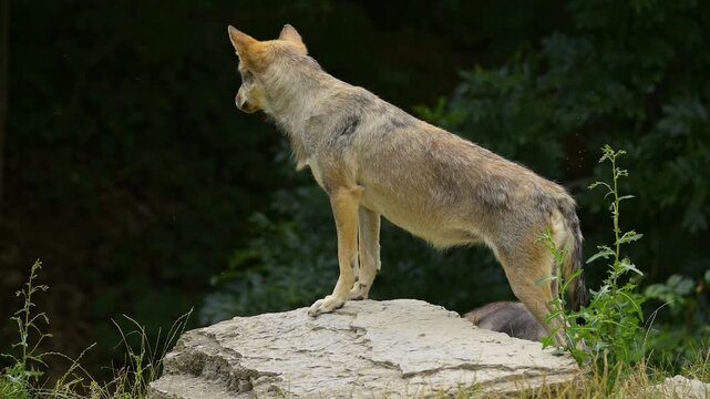 Timberwolf (Canis lupus) steht auf einem Fels und beobachtet aufmerksam seine Umgebung