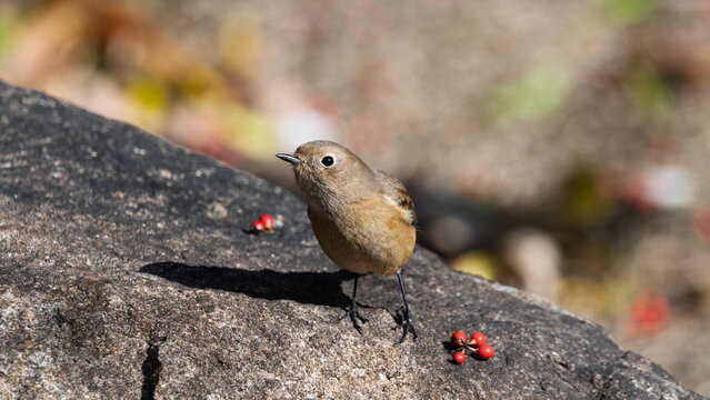 Cute female daurian redstart bird perching on rock in winter nature with red berries and copy space
