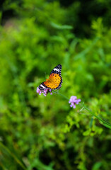 A close-up of a leopard butterfly resting on purple flowers, showing the natural beauty against a green leafy background © Yf