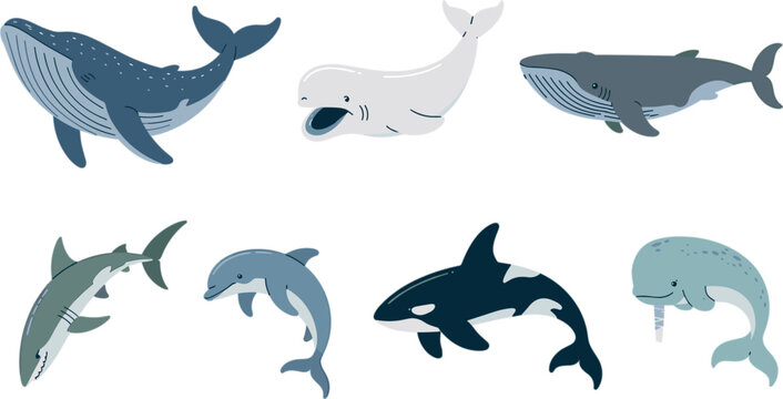 Marine Mammals And Ocean Wildlife Vector Set Featuring Flat Cartoon Icons Of Humpback Whale Beluga Orca Narwhal Shark And Dolphin
