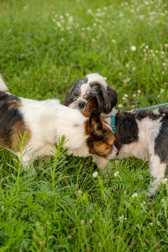 Small Jack Russell Terrier mix and Shih Tzu interacting in green grass outdoors