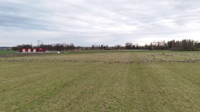 Aerial footage of a flock of birds slowly moving away across an open field before suddenly taking flight together as one group. Natural wildlife scene captured by drone.