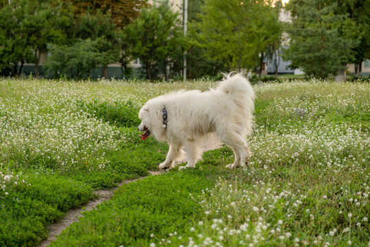 Fluffy white Samoyed dog standing in green meadow looking side profile outdoors