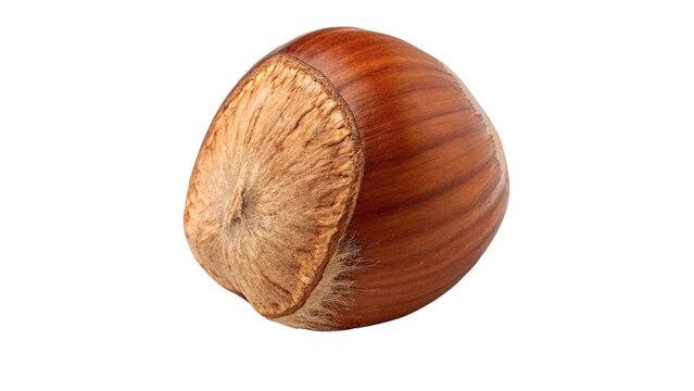 Single whole ripe hazelnut seed in brown shell isolated on transparent background for confectionery baking product ingredients.