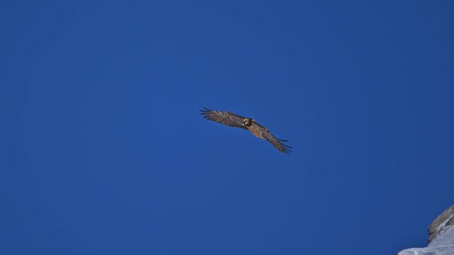 Bartgeier (Gypaetus barbatus), Gemmi Pass, Leukerbad, Leuk, Wallis, Schweiz