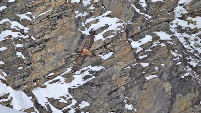 Bartgeier (Gypaetus barbatus), Gemmi Pass, Leukerbad, Leuk, Wallis, Schweiz