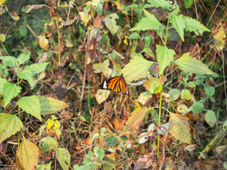 Monarch butterfly rests on green leaves in sunny wildflower field. © mssozib