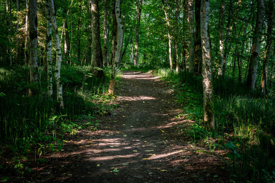 Sunlit Dirt Path Winding Through a Dense Green Forest