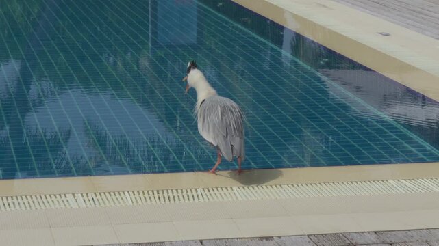 A grey heron ruffles its feathers, lowers its head and regurgitates a small pellet into a turquoise resort pool before resuming its upright stance in the Maldives.