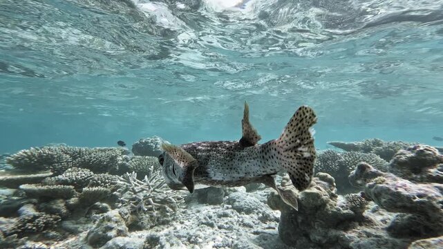 A spot-fin porcupinefish swims beside the camera above a sunlit shallow coral reef in the Maldives, showing dense black spots across its body, tail and fins.