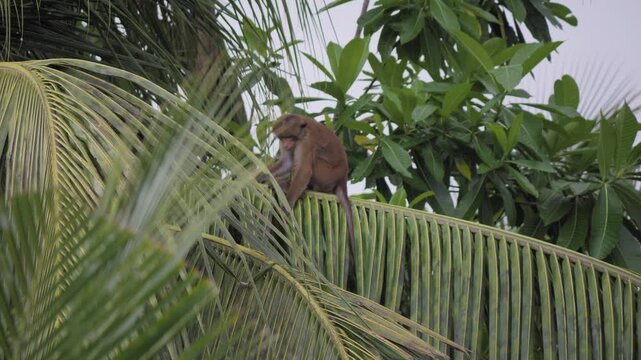A wild toque macaque eats a coconut on a palm frond, accidentally drops it, watches it fall, calls out briefly and then moves out of frame in tropical Sri Lanka.