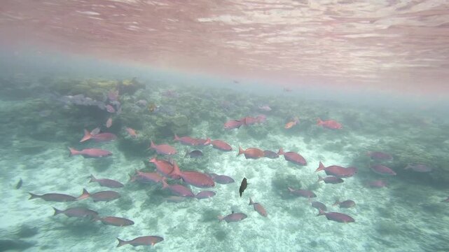 Dozens of reef fish hover nearly motionless in the water column above coral and a sandy seabed in shallow, sunlit Maldives waters beneath a rippling surface.