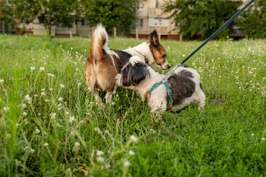 Small Jack Russell Terrier mix and Shih Tzu interacting in green grass outdoors