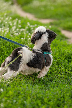 Small black and white Shih Tzu dog standing in green grass with white flowers on leash outdoors