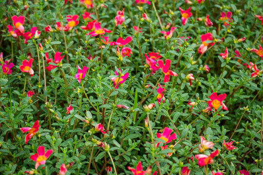 Pink moss rose purslane portulaca grandiflora ground cover bed.