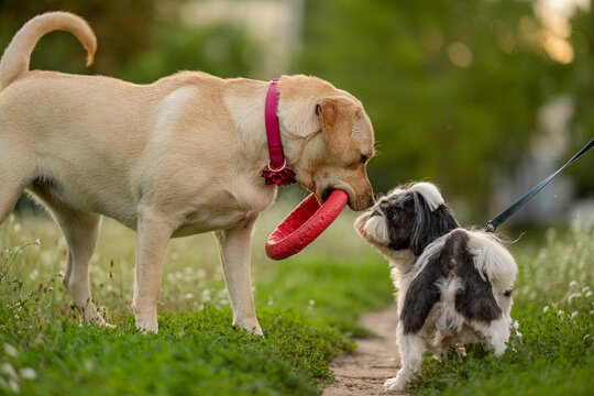 Yellow Labrador with red puller ring toy and small Shih Tzu facing each other in park