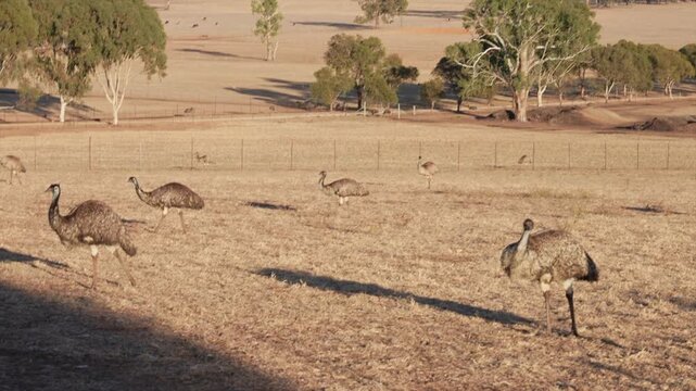Several emus walk across a dry, grassy field on a sunny day in Australia.