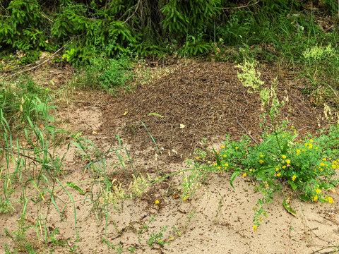 Large anthill in forest clearing with wildflowers and spruce trees