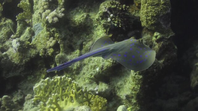Blue spotted ribbontail ray swimming gracefully along coral reef underwater.