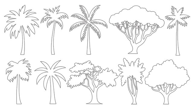 palm trees vector illustration