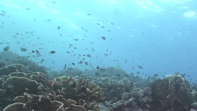 Underwater view shows coral reefs and swimming fish. The colorful habitat is home to a wide variety of marine life. Clear blue water allows sunlight to penetrate, providing energy for corals.