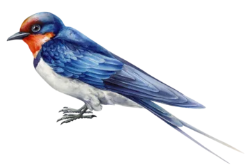 Barn swallow watercolor bird portrait with blue wings red throat white belly and long forked tail isolated on background © Hanna