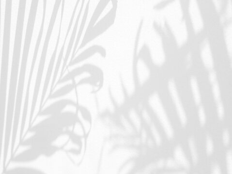 Tropical palm leaves shadow on transparent background, overlay effect for photo, mock up, posters, wall art, design presentation