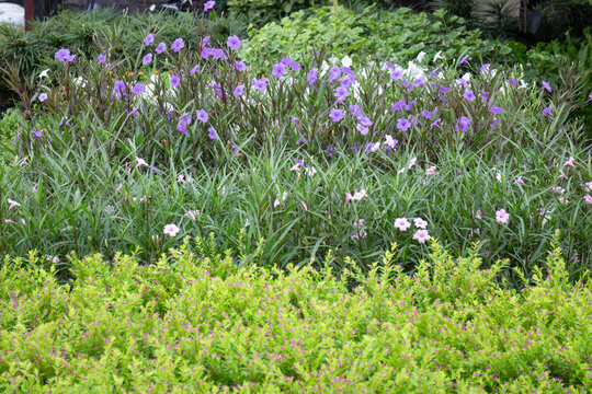 Tropical flower plants in summer garden