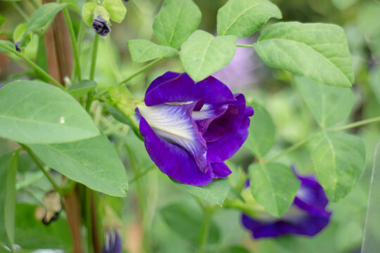 Tropical flower plants in summer garden