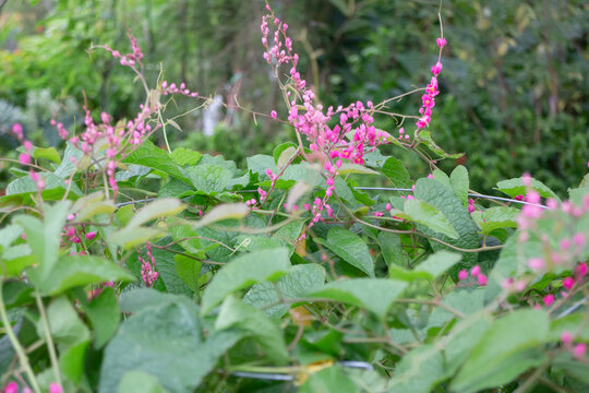Tropical flower plants in summer garden