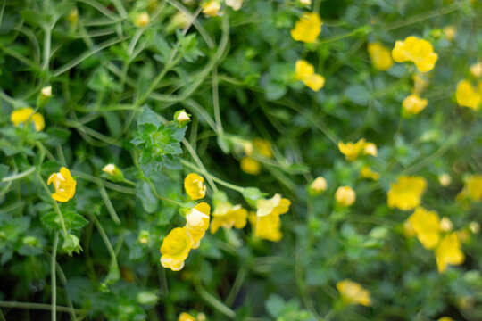 Tropical flower plants in summer garden