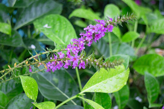 Tropical flower plants in summer garden
