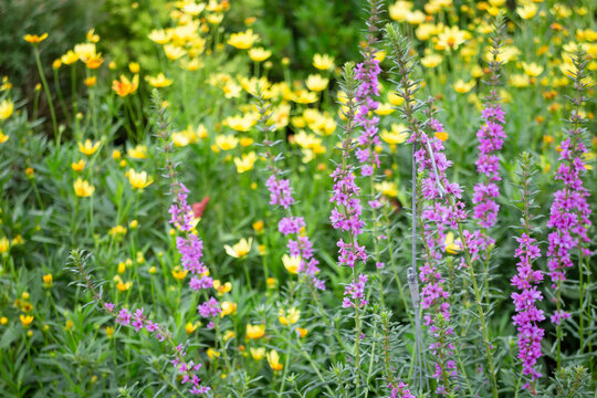 Tropical flower plants in summer garden