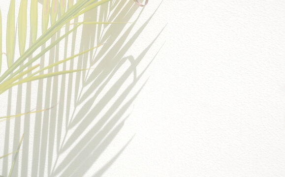 Palm leaf and shadow on white concrete wall, overlay effect for photo, mock up, product, wall art, design on a transparent background