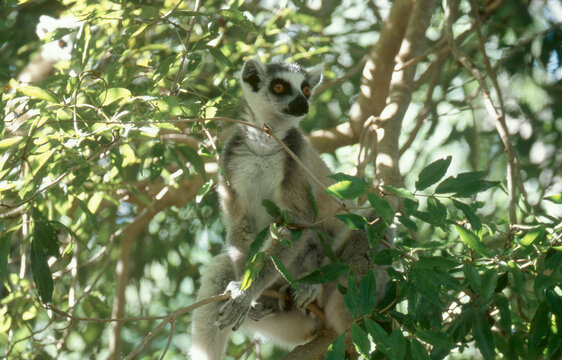 lemur cattta sitting in the bush 202   
