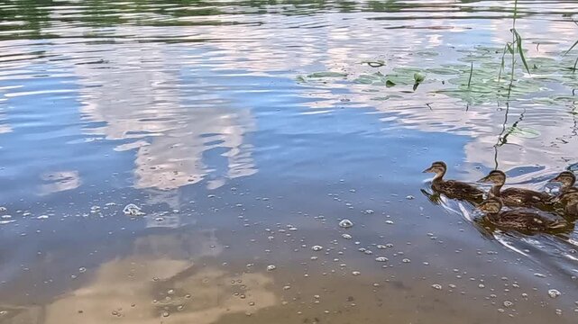 A group of wild ducklings paddles near the shoreline in shallow water, moving steadily forward past reflections of trees and clouds on the rippling water surface near the sandy bank.