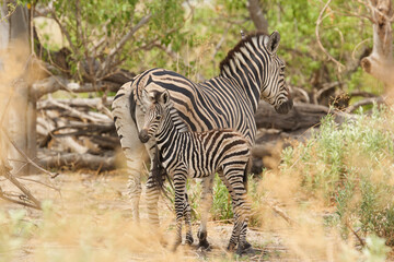 Naklejka premium young zebra, equus zebra, close to her mother 436 