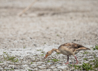 greylag goose © Vivien
