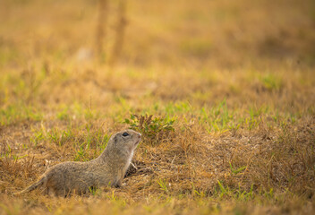 European ground squirrel © Vivien