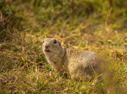 European ground squirrel