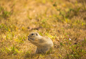 European ground squirrel © Vivien