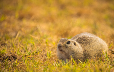 European ground squirrel © Vivien