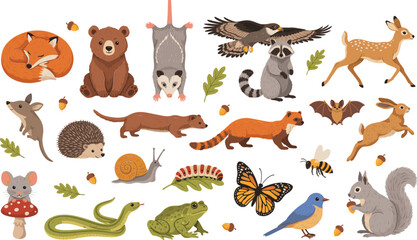 Obraz premium Hand Drawn Woodland Wildlife Collection with Fox, Bear, Deer, Raccoon, Eagle, Hedgehog, Squirrel, Rabbit, Snake, Frog, Butterfly, and Forest Animals