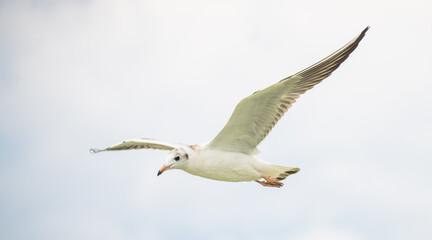 common black-headed gull © Vivien